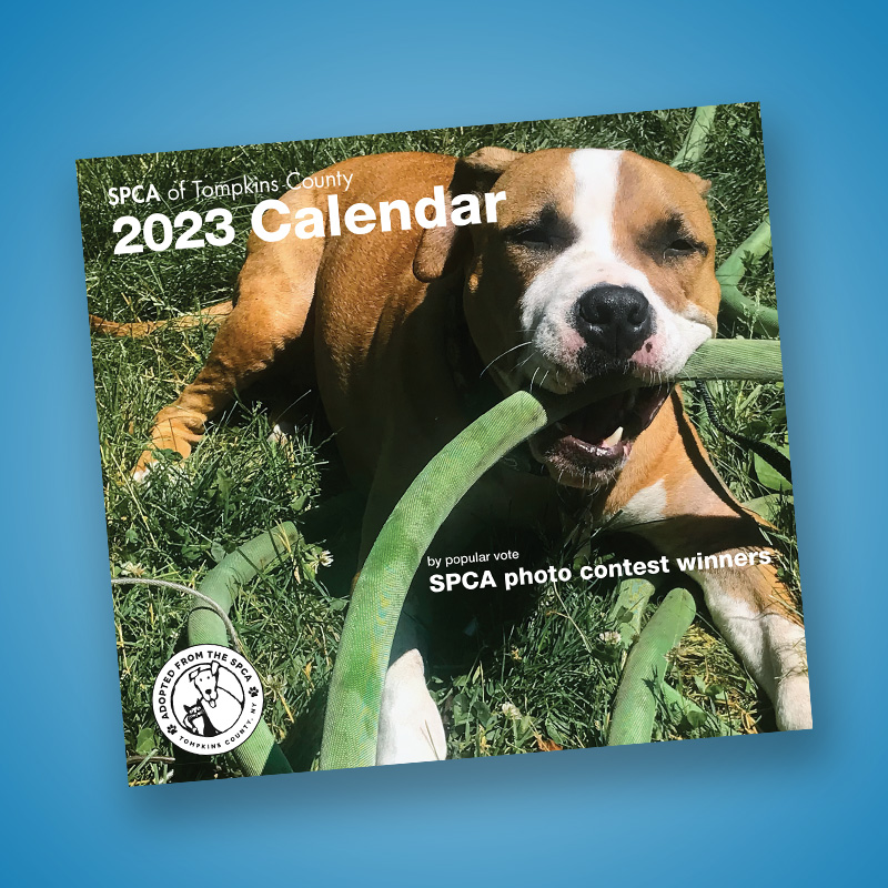 Pellissippi State Spring 2024 Calendar Calendar 2024